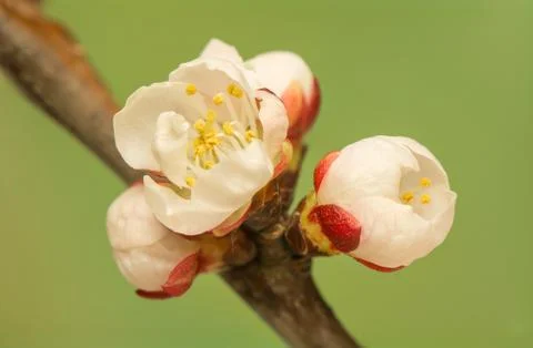 Spring bud Stock Photos