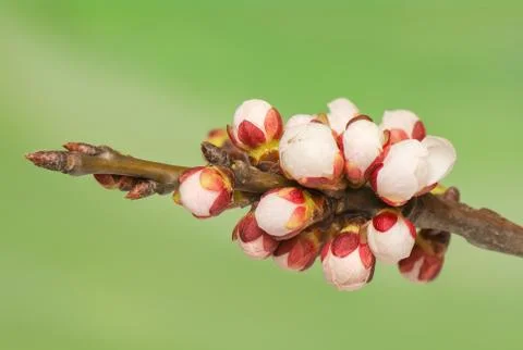 Spring bud Stock Photos
