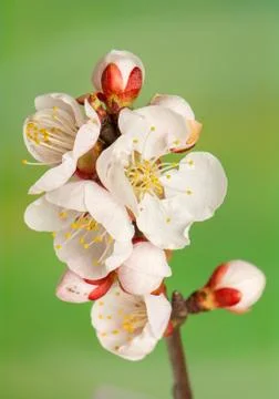 Spring bud Stock Photos