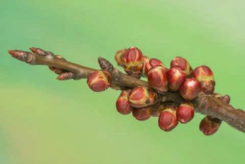 Spring bud Stock Photos