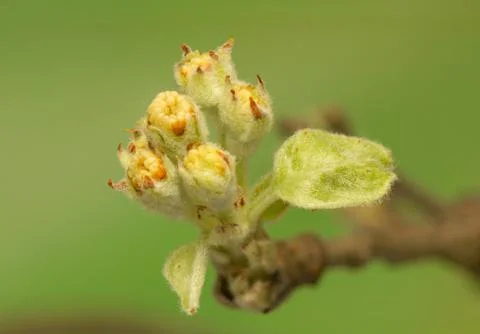 Spring bud Foto stock