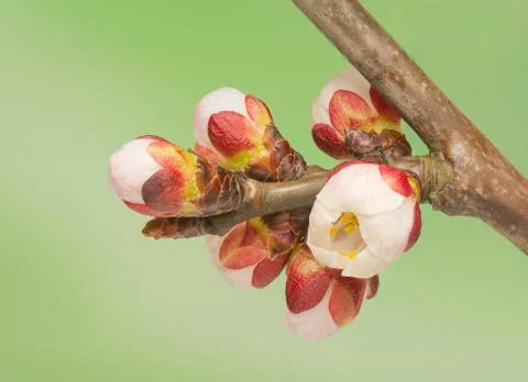 Spring bud Stock Photos