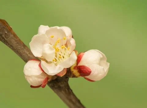 Spring bud Foto stock