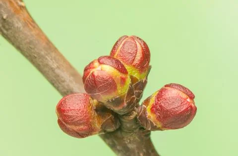 Spring bud Stock Photos