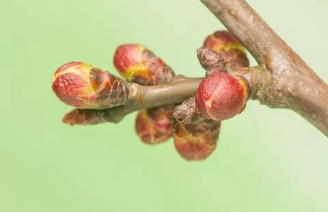 Spring bud Stock Photos