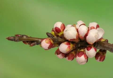 Spring bud Stock Photos