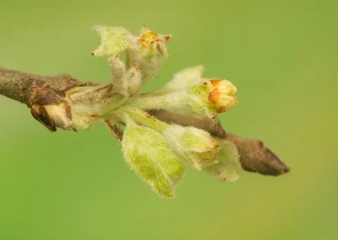 Spring bud Stock Photos