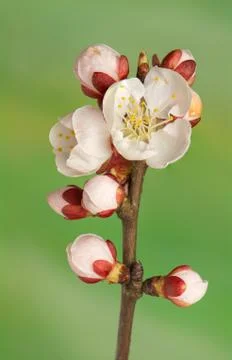 Spring bud Stock Photos