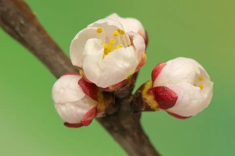 Spring bud Stock Photos