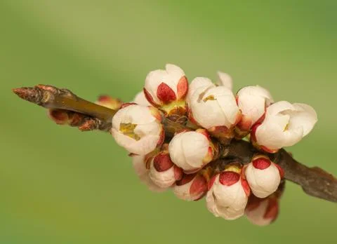 Spring bud Stock Photos