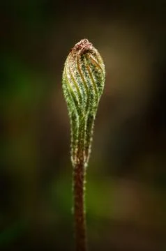 Spring Bud 스톡 사진