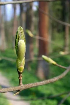 Spring bud Stock Photos
