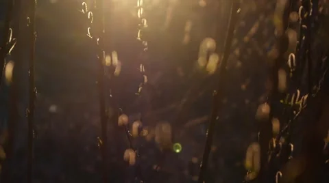 Spring bud slow motion Stock Footage 48700565