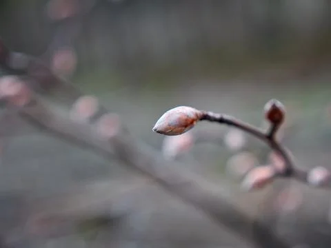Spring bud of a tree and an impending blossom 스톡 사진