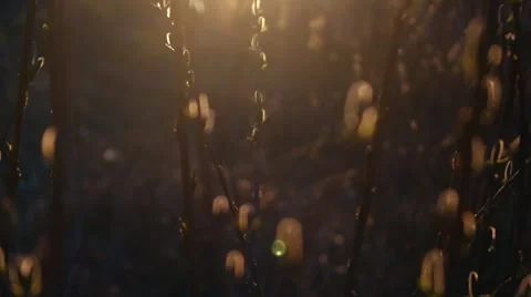 Spring bud .Willows in sunset. slow motion Stock Footage