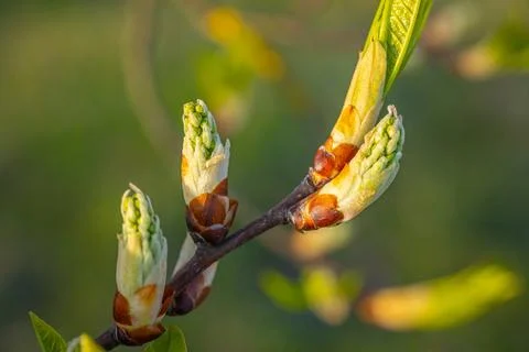 Spring bud of yew tree with white flowers. Stock Photos