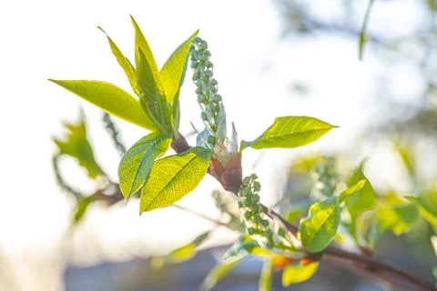 Spring bud of yew tree with white flowers Stock Photos