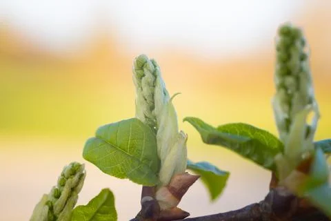 Spring bud of yew tree with white flowers. Stock Photos