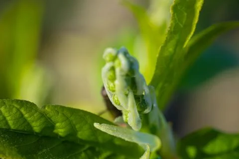 Spring bud of yew tree with white flowers. Stock Photos