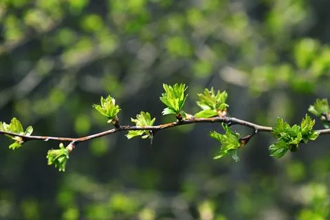 Spring budding branch of common hawthorn (Crataegus monogyna) with fresh gr.. Фото