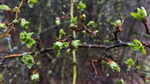 Spring budding buds against a forest background Stock Photos