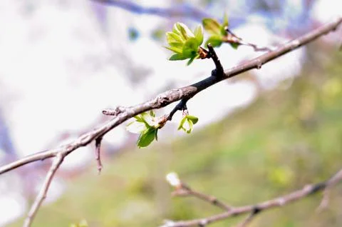 Spring Budding 库存照片