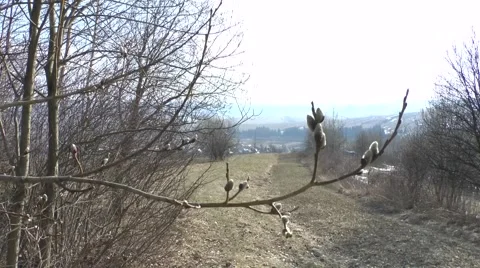Spring (budding tree) Video stock 46278000