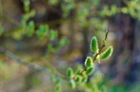 Spring budding trees In sunny day Stock Photos