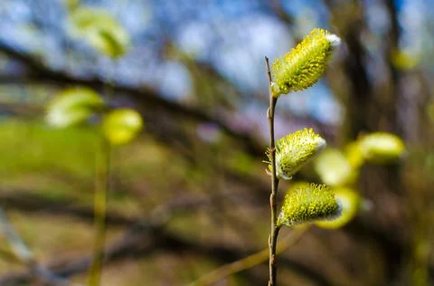 Spring budding trees In sunny day Foto stock