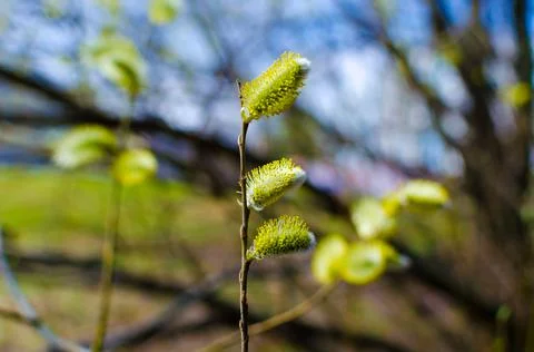 Spring budding trees In sunny day Stock Photos
