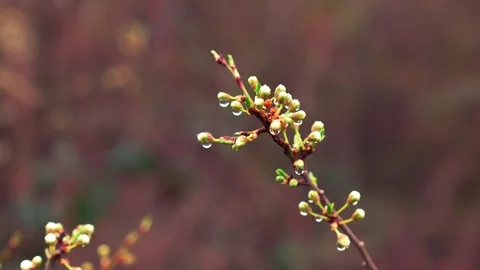 Spring buddy tree water drops Stock Footage 268586266