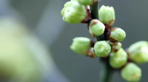 Spring bud,element of Spring Stock Footage 60423936