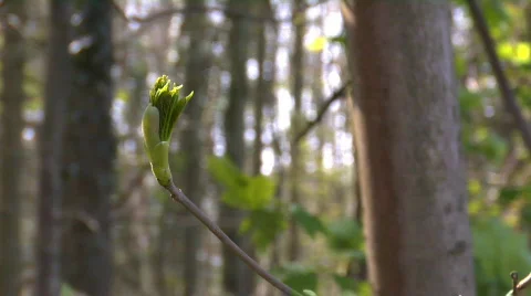 Spring buds 01 Stock Footage