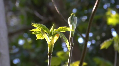 Spring buds 02 스톡 동영상 69471