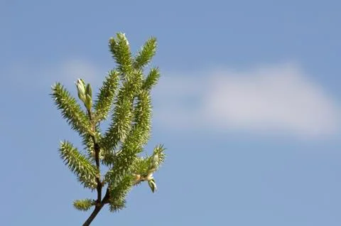 The spring buds on the aldertree Foto stock