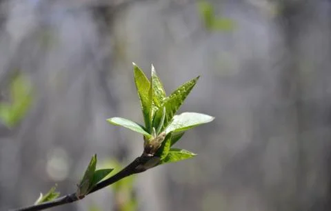 The spring buds on the aldertree Stock Photos