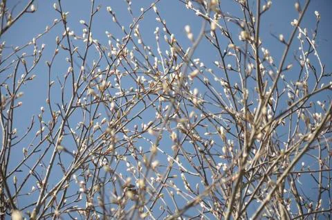The spring buds on the aldertree Stock Photos