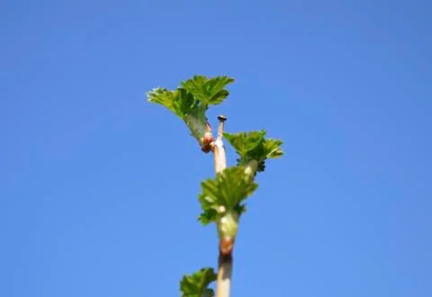 The spring buds on the aldertree Stock Photos