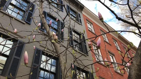 Spring buds and flowers in the West Village New York CIty Vídeo Stock 105820575
