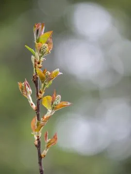Spring buds with background Stock Photos