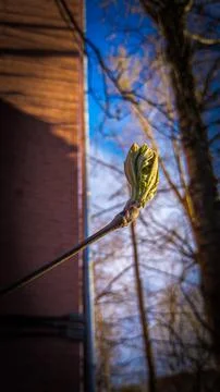 Spring buds bloom against the sky Stock Photos