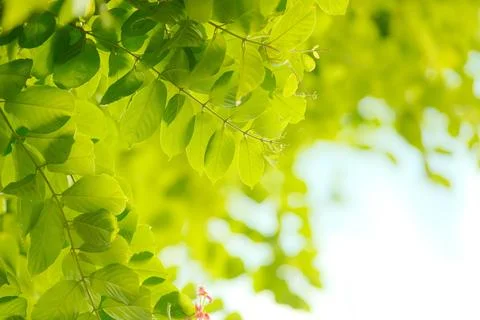 Spring Buds Blooming on Tree Branches Foto stock