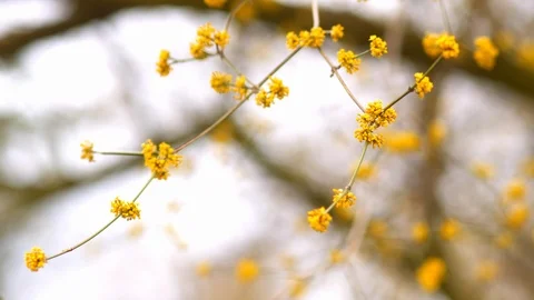 Spring buds on a branch swinging in the wind Stock Footage 87474581