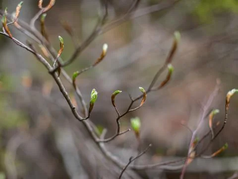 Spring buds on branches, on a blurred background. Selective focus. Stockfoto's