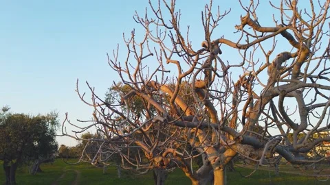 Spring: buds on the branches of the fig tree Stock Footage 149911203