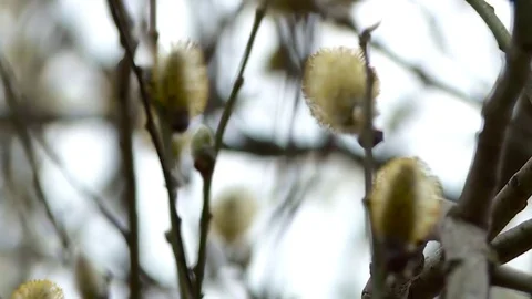 Spring. Buds on the branches of trees. Stock Footage 79872037
