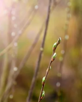 Spring buds budding on a branch of a bush as a symbol of spring Stock Photos