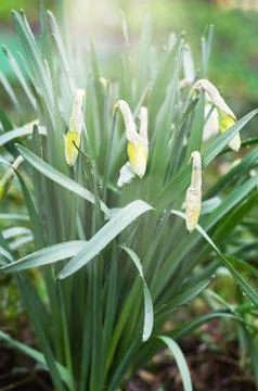 Spring Buds of Daffodils in the garden. Stock Photos
