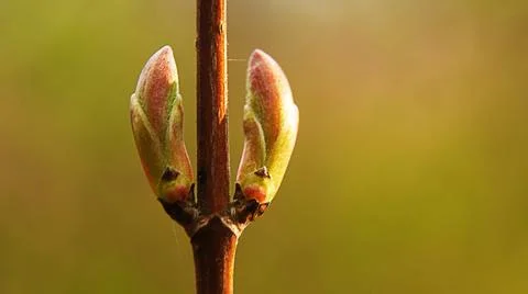 Spring buds dissolve, everything comes to life Stock Photos
