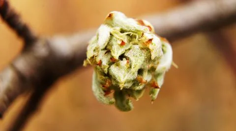 Spring buds dissolve, everything comes to life Stock Photos